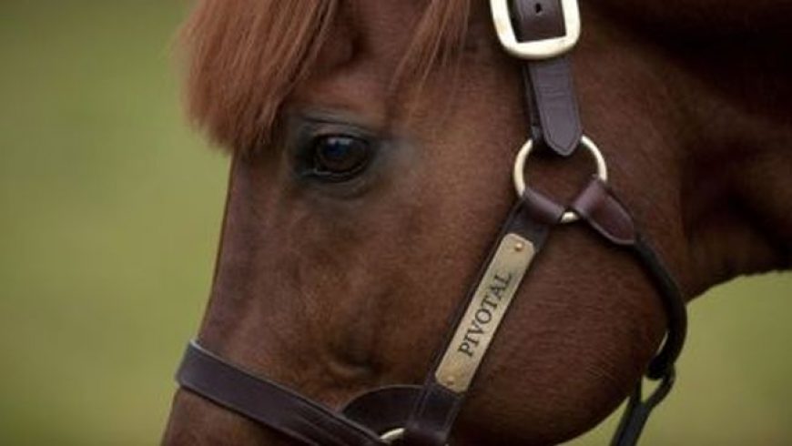 Pivotal is sharpest broodmare sire