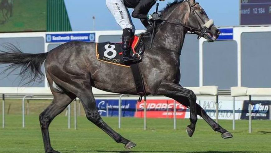 Herodotus heads for Gr1 Cape Derby