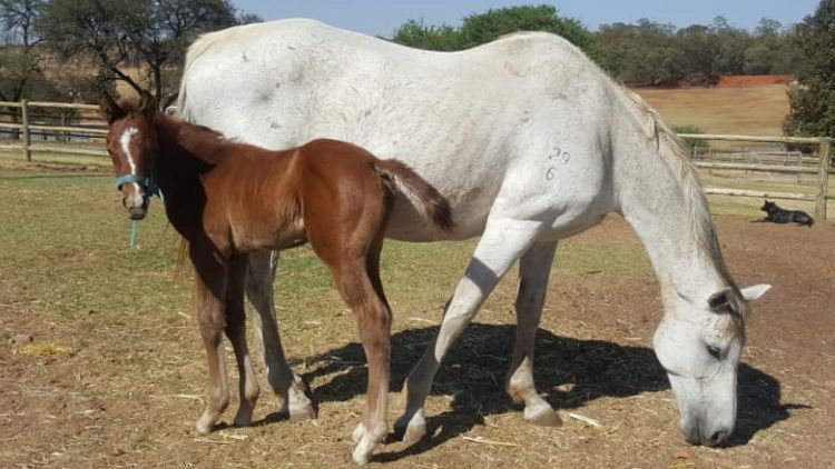 Wings Of Desire’s first offspring