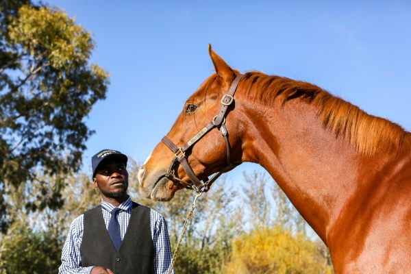 Wings Of Desire, set to become a pivotal stallion in South Africa.