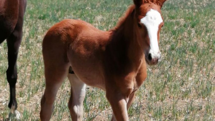 A nice colt by ‘Wings’ from Dubai Moonlight