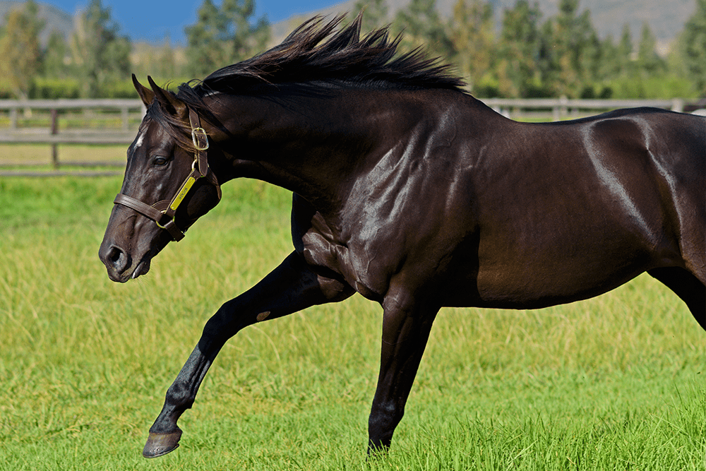 Book your mares to Gauteng-based Jackson