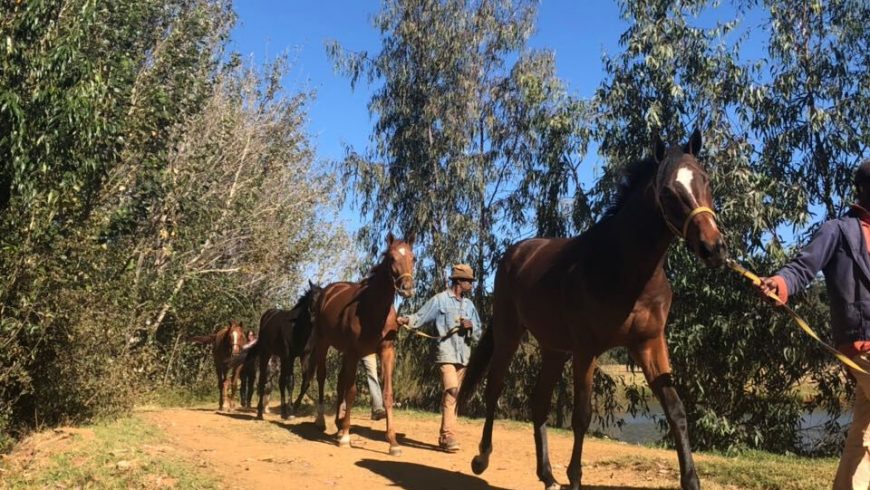 Invitation to view our yearlings on the farm!