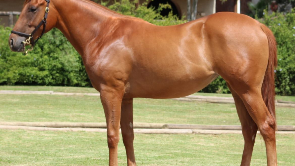 We ‘stole’ this filly at Cape R2R Sale