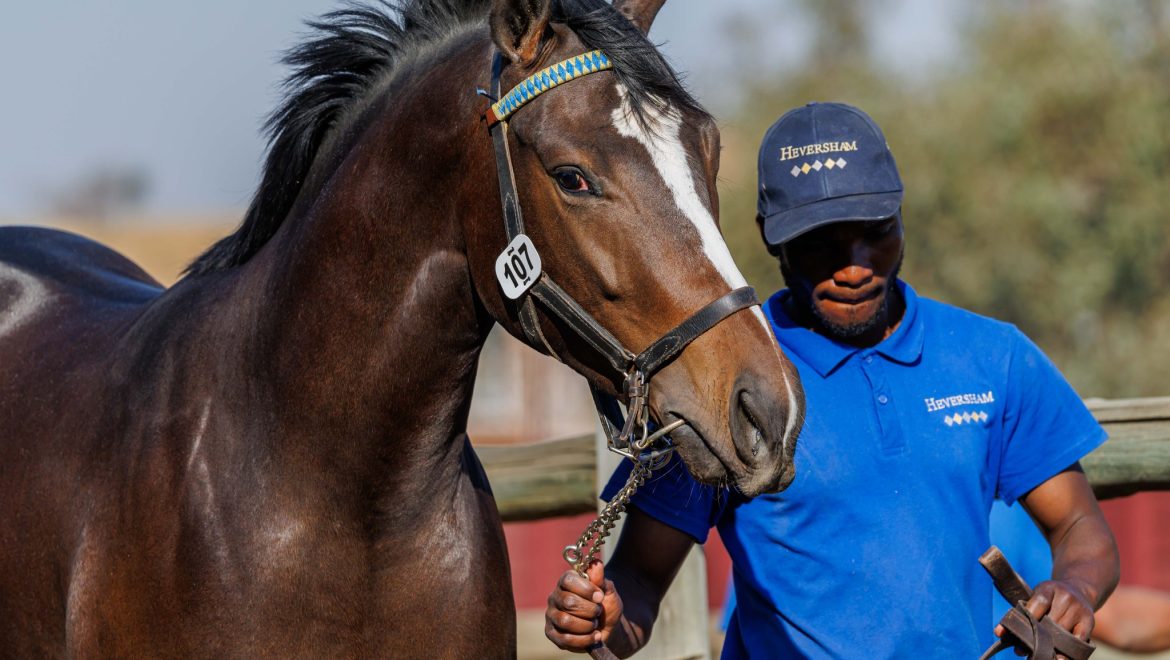 Market depth and diversity highlight BSA’s August Sale results