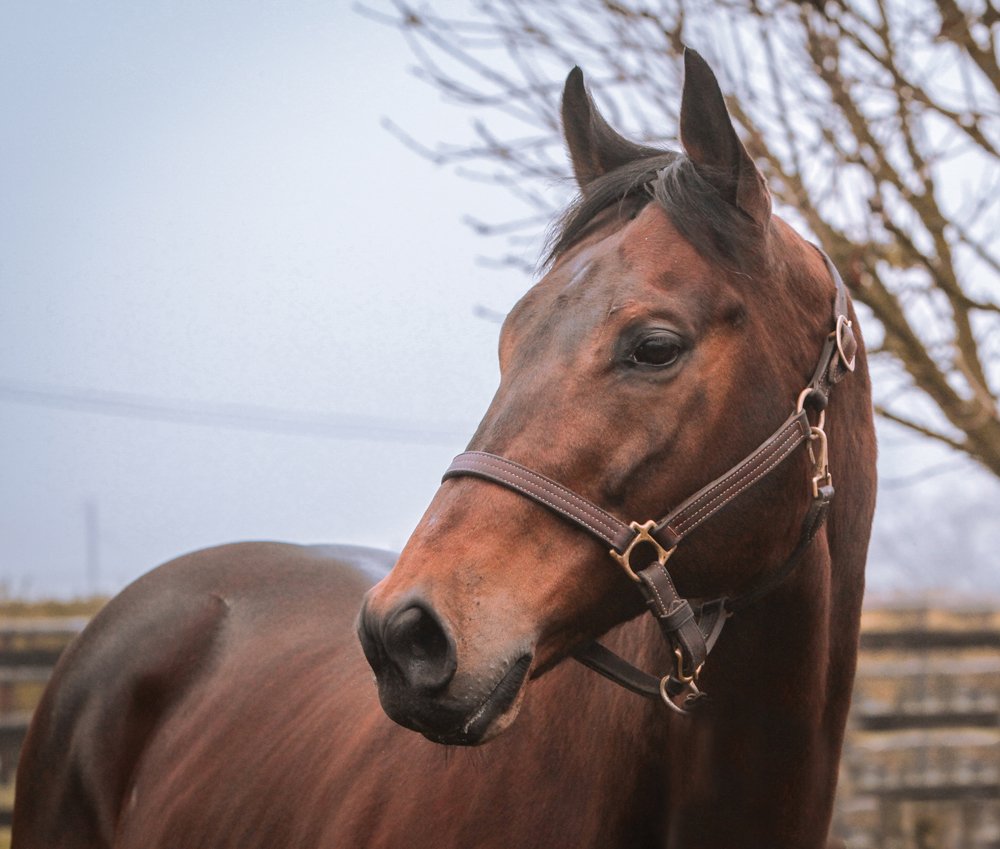 Our stallion Day – 15 August!