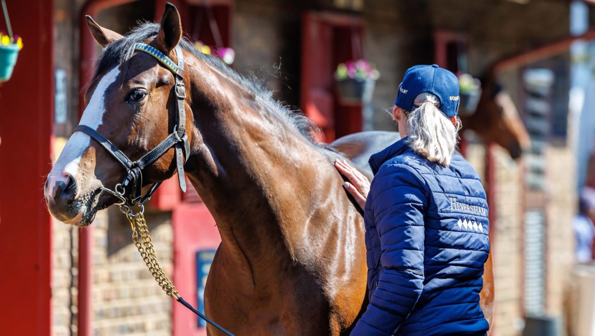 At the BSA August 2yo Sale