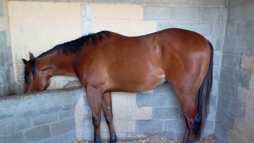 Ackerman and Heversham send gelding to Europe for jumps