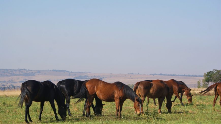 Are racing and breeding industries in denial?