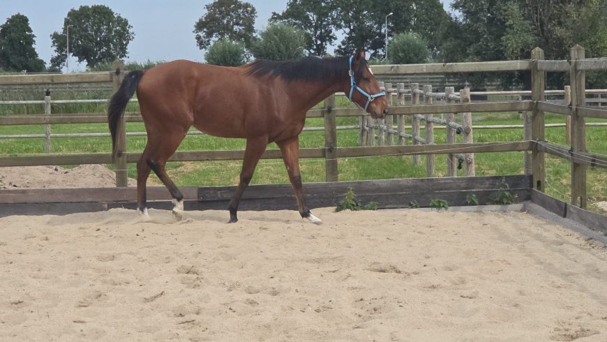Tossed Salad to join Louisa Carberry