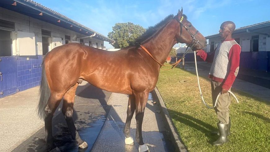 His Majesty (IRE) will make SA debut at HWB Kenilworth