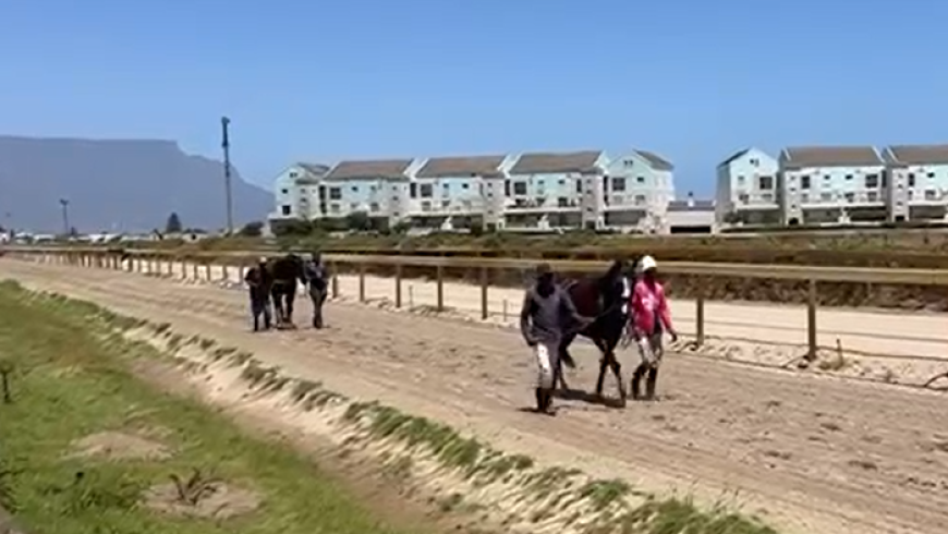 The Equator, Buffalo Storm Cody arrive in the Cape