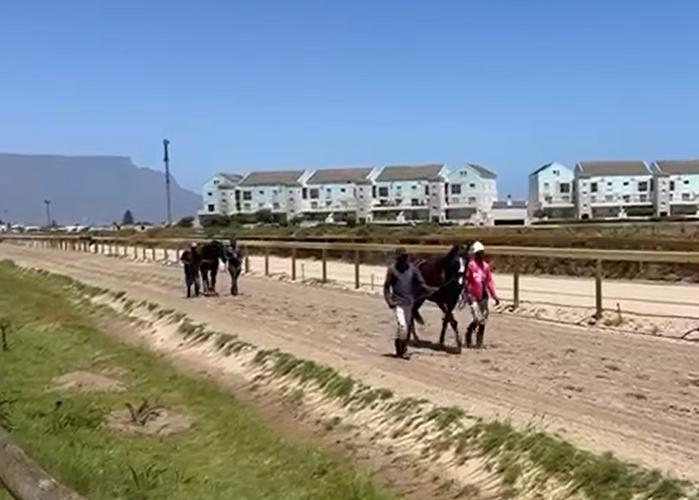 The Equator, Buffalo Storm Cody arrive in the Cape