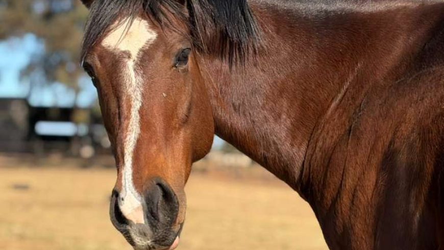 Heversham’s foaling schedule
