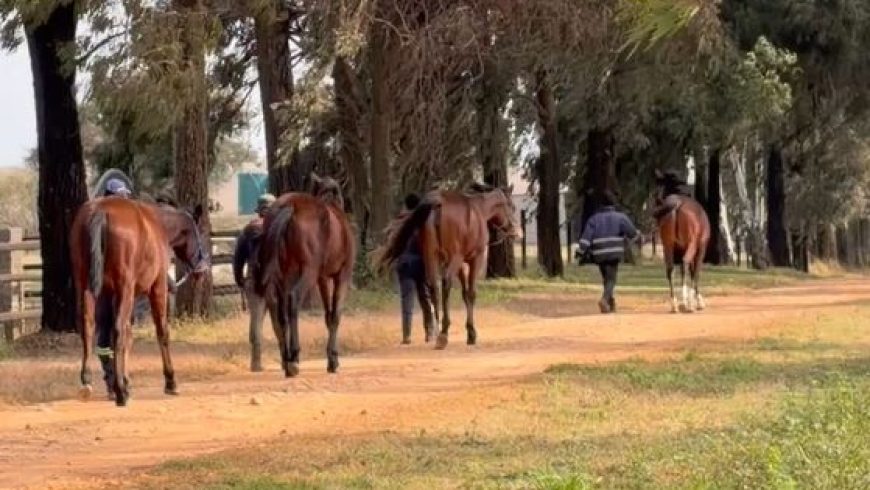 Four Heversham yearlings at KZN Sale