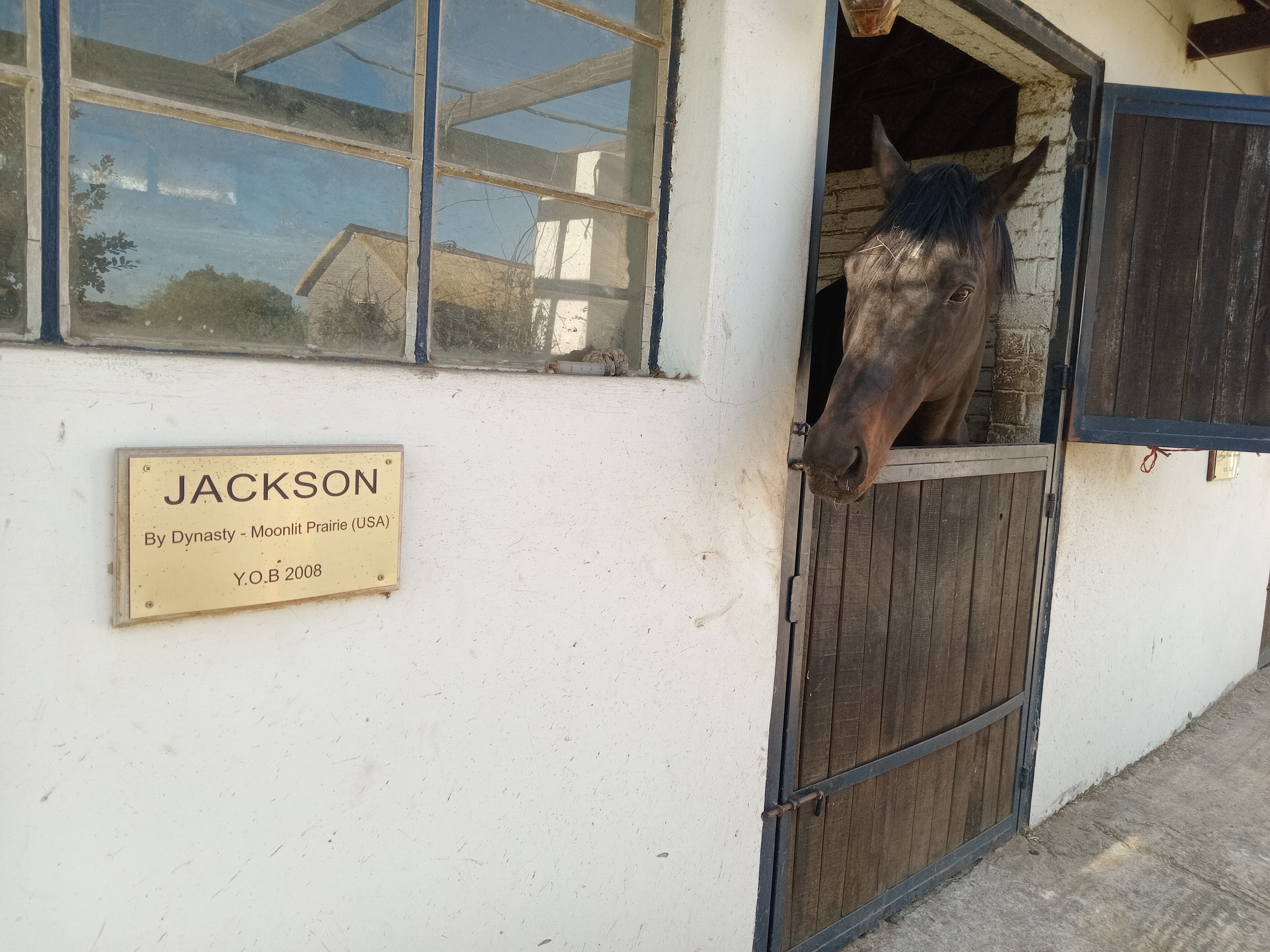 jacksonstal.jpg