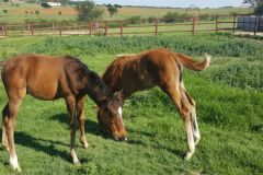 hevershamfoals1.jpg