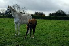 hevershammares01.jpg