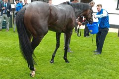 newmarket3.jpg