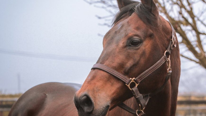 Our stallion Day – 15 August!