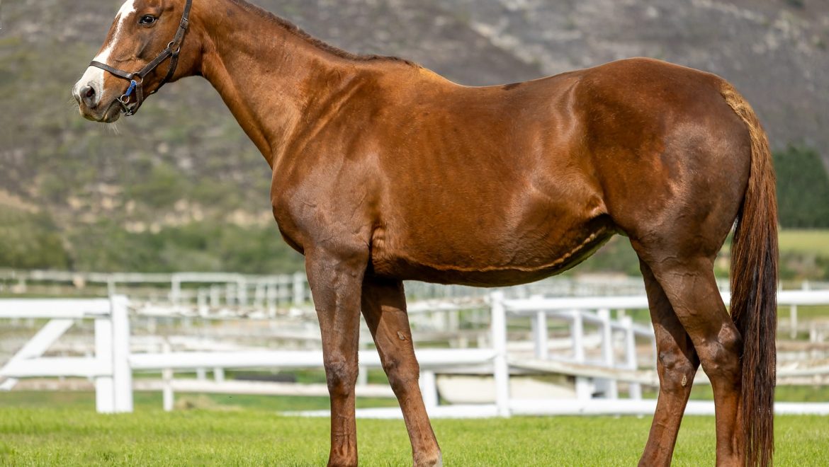 Six new broodmares for Heversham